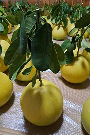 クラブバザーで晩白柚を販売